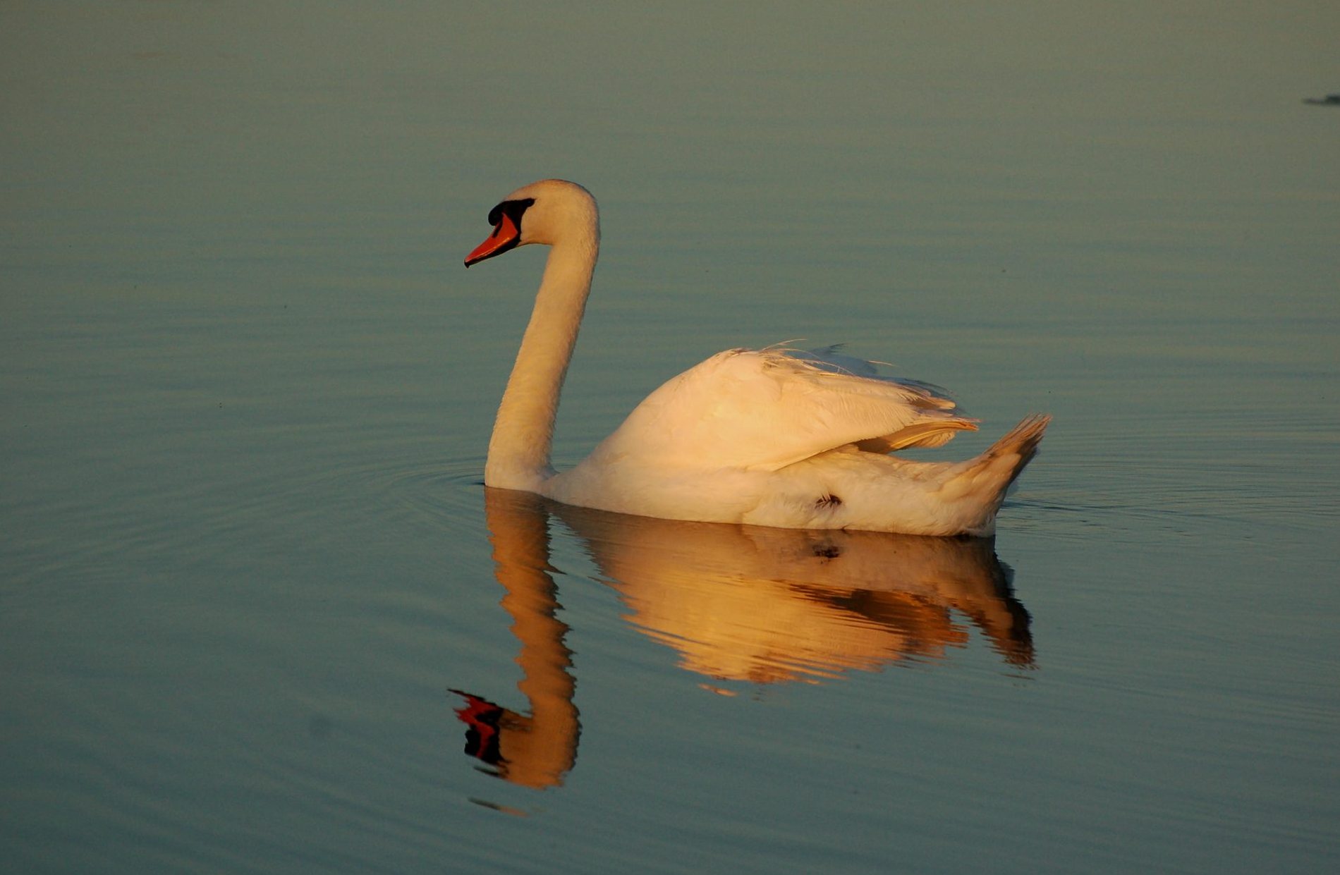 Schwan auf dem Wasser